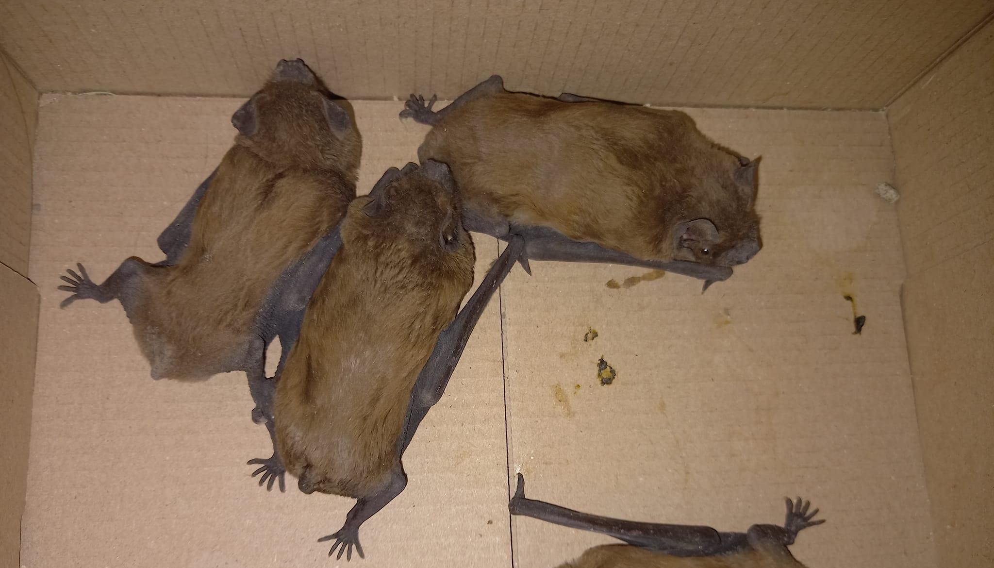 Заховалися серед речей: у Вінниці знайшли 40 кажанів на балконі - Свіжі новини Вінниці - Pets