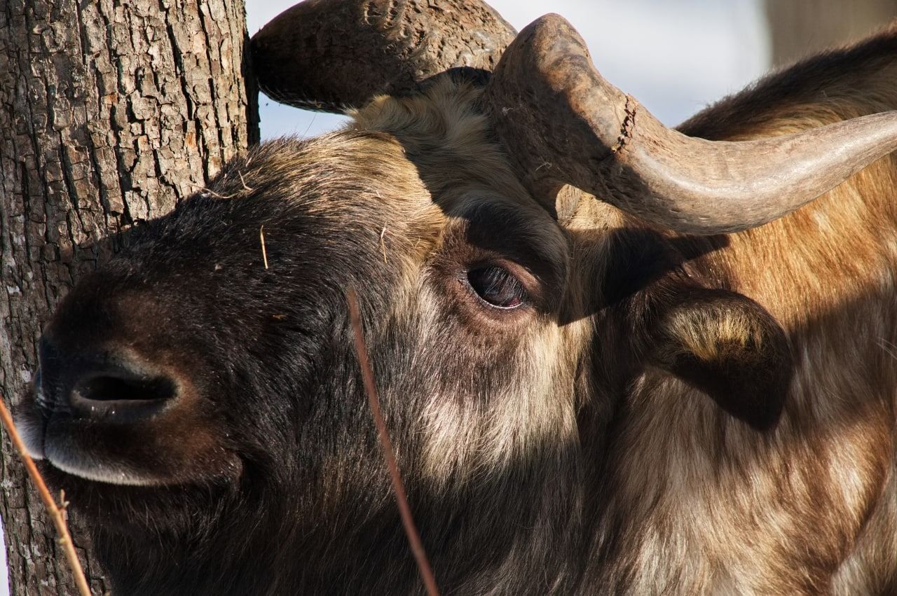 В харьковский экопарк привезли редких животных из Тибета: как они выглядят - Новости Харьков - Pets В харьковский экопарк привезли редких животных из Тибета: как они выглядят - Новости Харьков - Pets