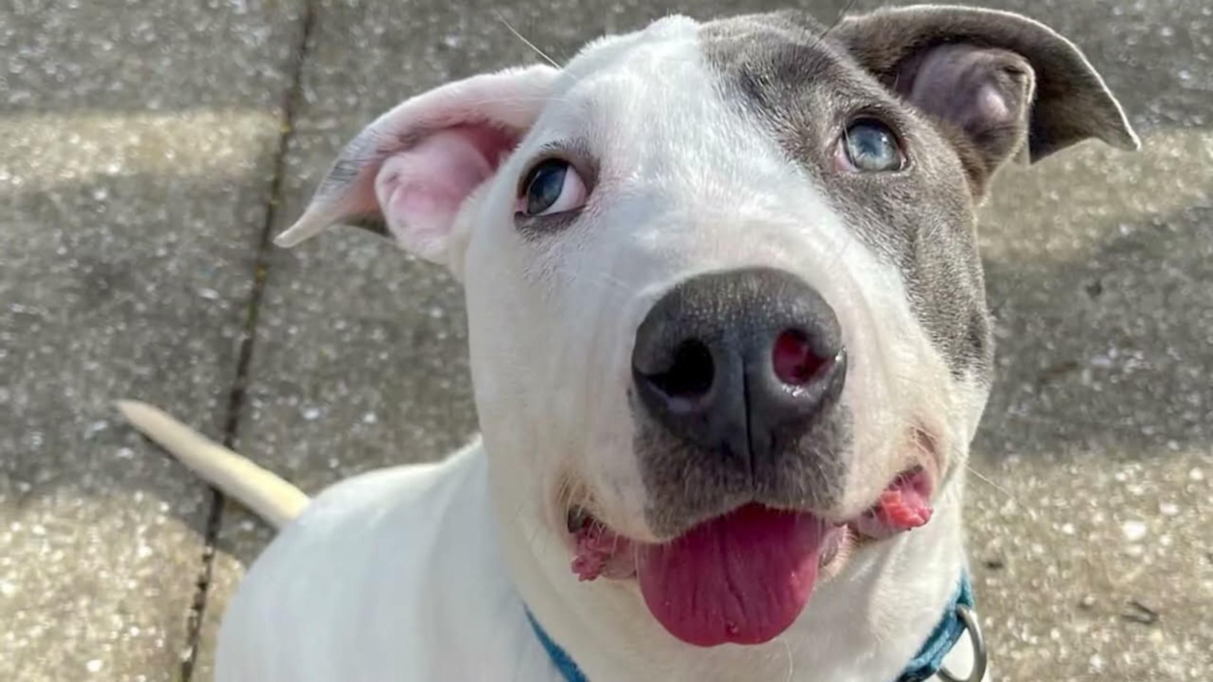 Маленькая нижняя челюсть и интересные лапки: фото и видео особой внешности собаки - Pets Маленькая нижняя челюсть и интересные лапки: фото и видео особой внешности собаки - Pets