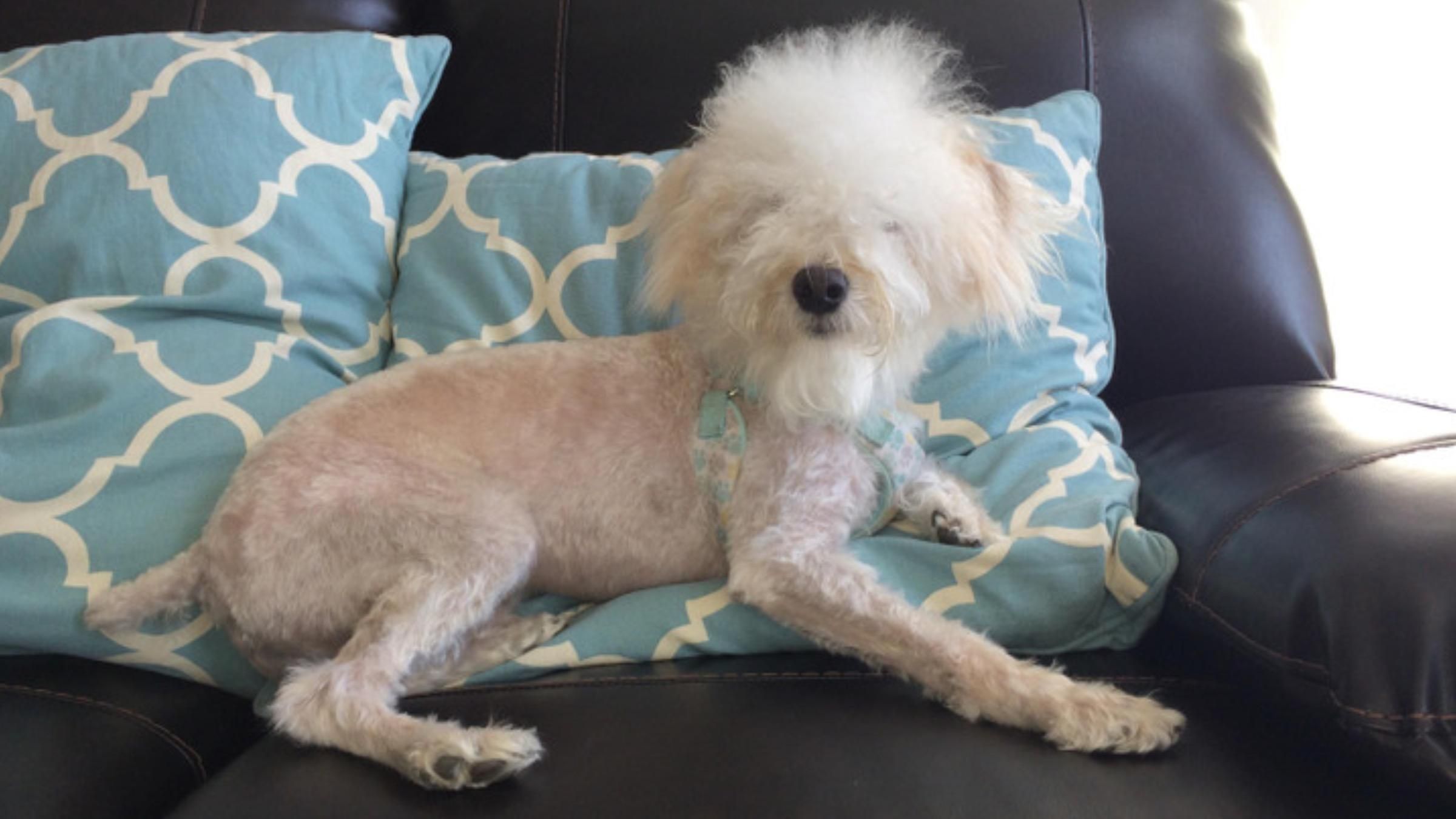 Неудачная стрижка: 10 забавных фотографий животных после услуг грумера - Pets Неудачная стрижка: 10 забавных фотографий животных после услуг грумера - Pets