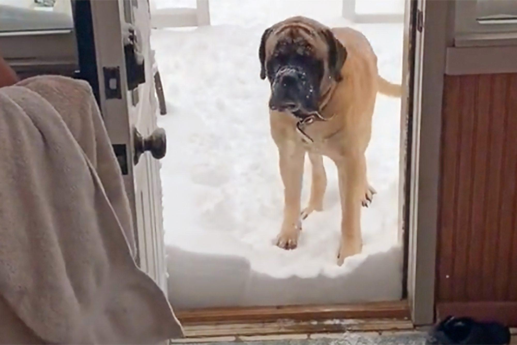 Величезний пес злякався снігу: власники зняли момент на відео - Pets