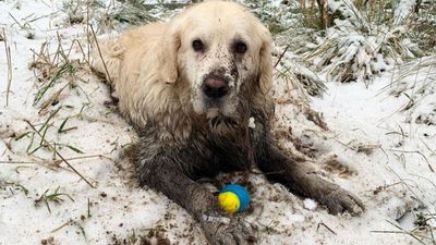 Лягає та бавиться в болоті: фото та відео собаки, який не проходить повз калюжі