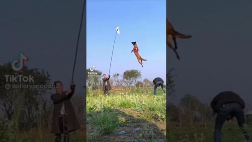Собака навчився "літати": відео особливого таланту чотирилапого
