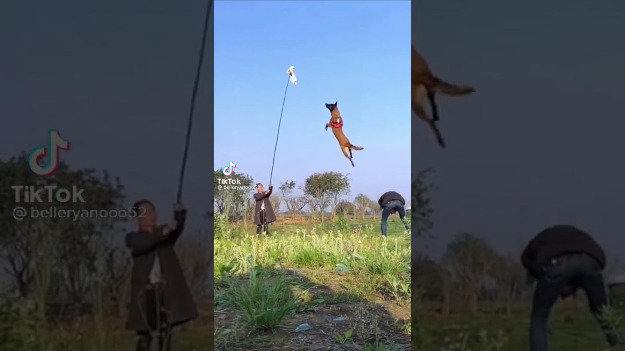 Собака научилась "летать": видео особого таланта четырехлапого - Pets