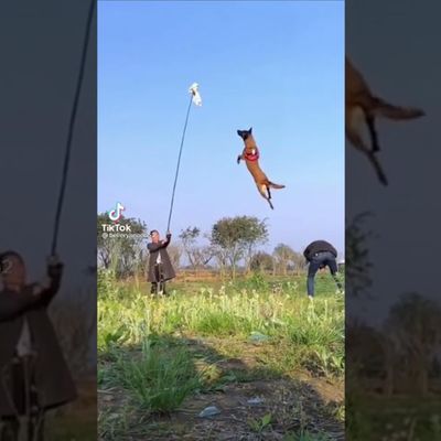 Собака научилась "летать": видео особого таланта четырехлапого