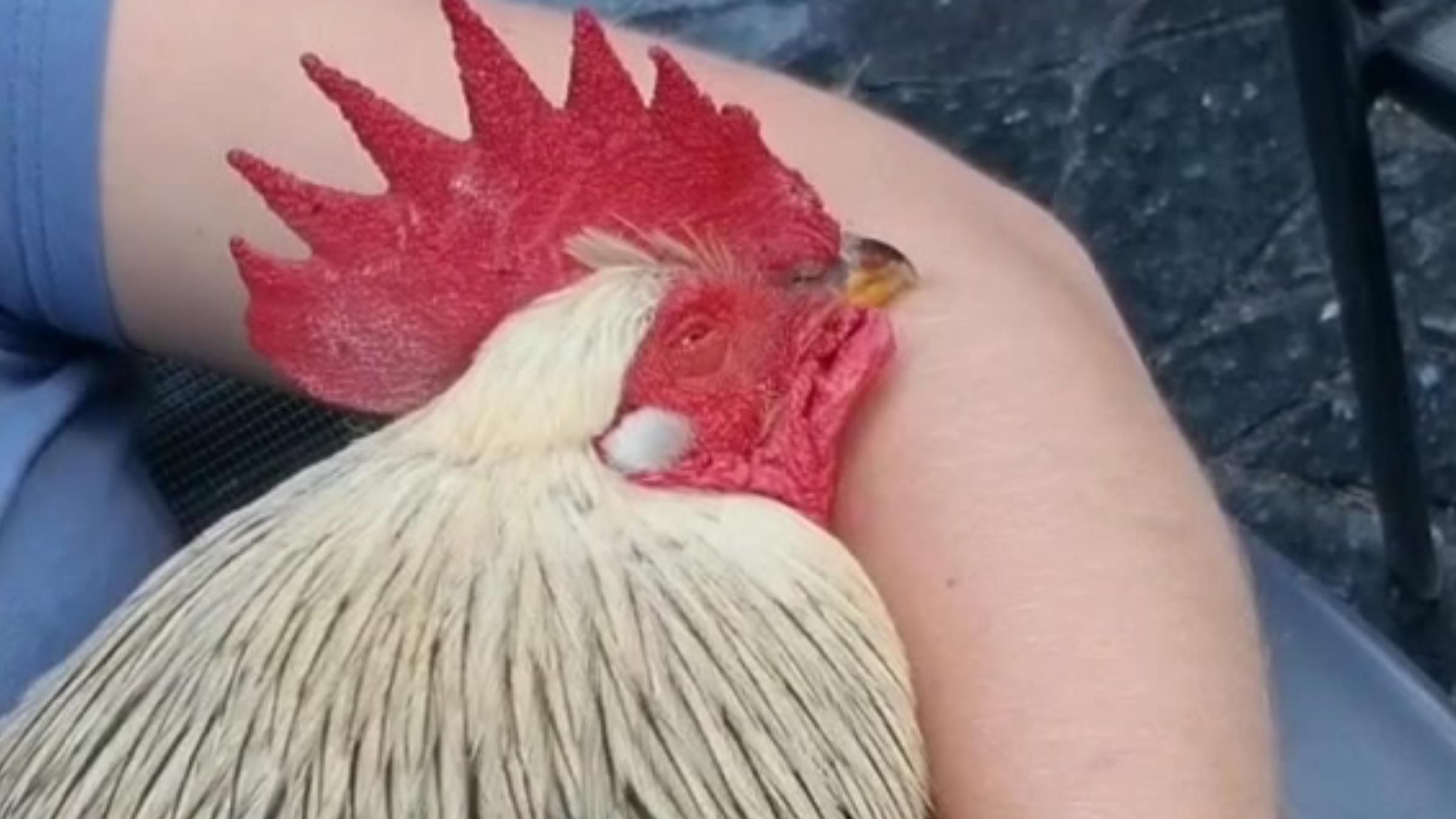 Ходить в ошийнику та слухається: результати тренувань півня з господинею - Pets Ходить в ошийнику та слухається: результати тренувань півня з господинею - Pets