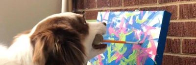 Собака заробив 20 тисяч доларів на власних картинах: як виглядають шедеври
