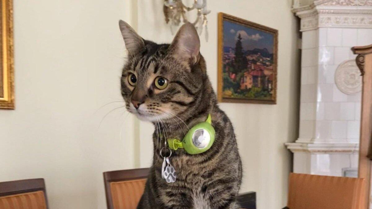5 українських котів, що стали справжніми зірками мережі - Pets