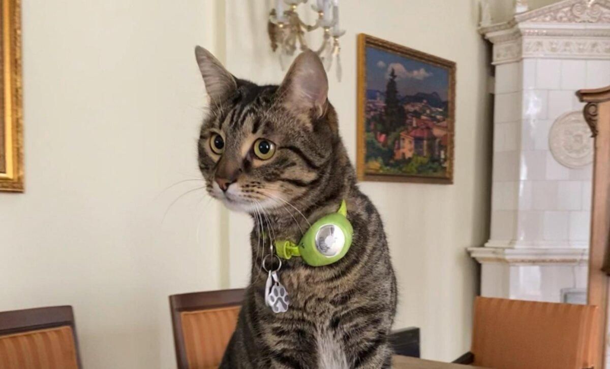 5 украинских кошек, ставших настоящими звездами сети - Pets 5 украинских кошек, ставших настоящими звездами сети - Pets