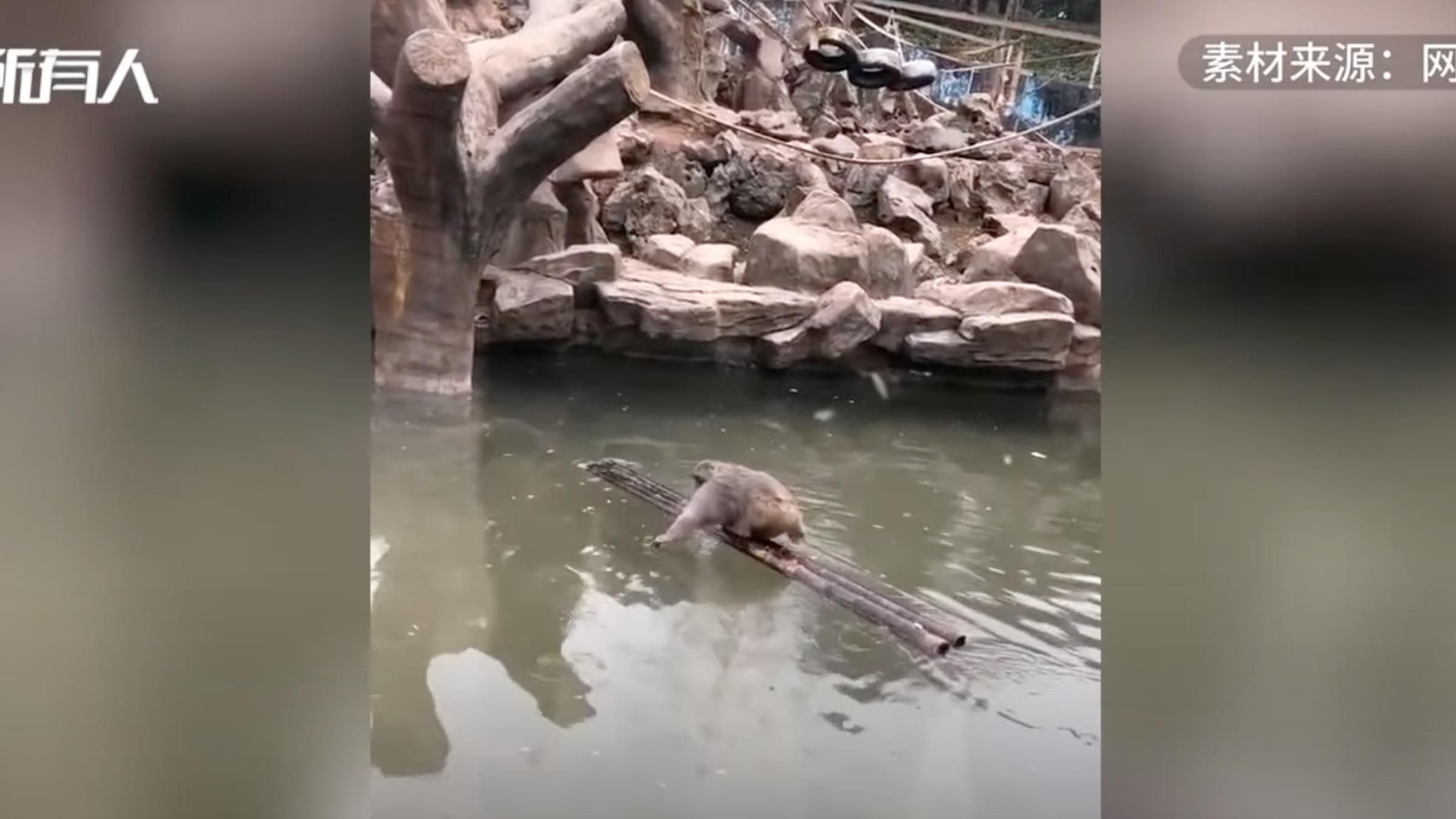 Обезьяна переплыла пруд и не намочила мех: что смогло смастерить животное - Pets Обезьяна переплыла пруд и не намочила мех: что смогло смастерить животное - Pets