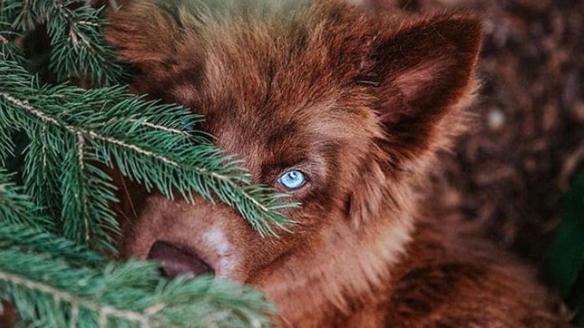 Рідкісна зірка соцмереж: фото та відео неймовірного коричневого хаскі - Pets