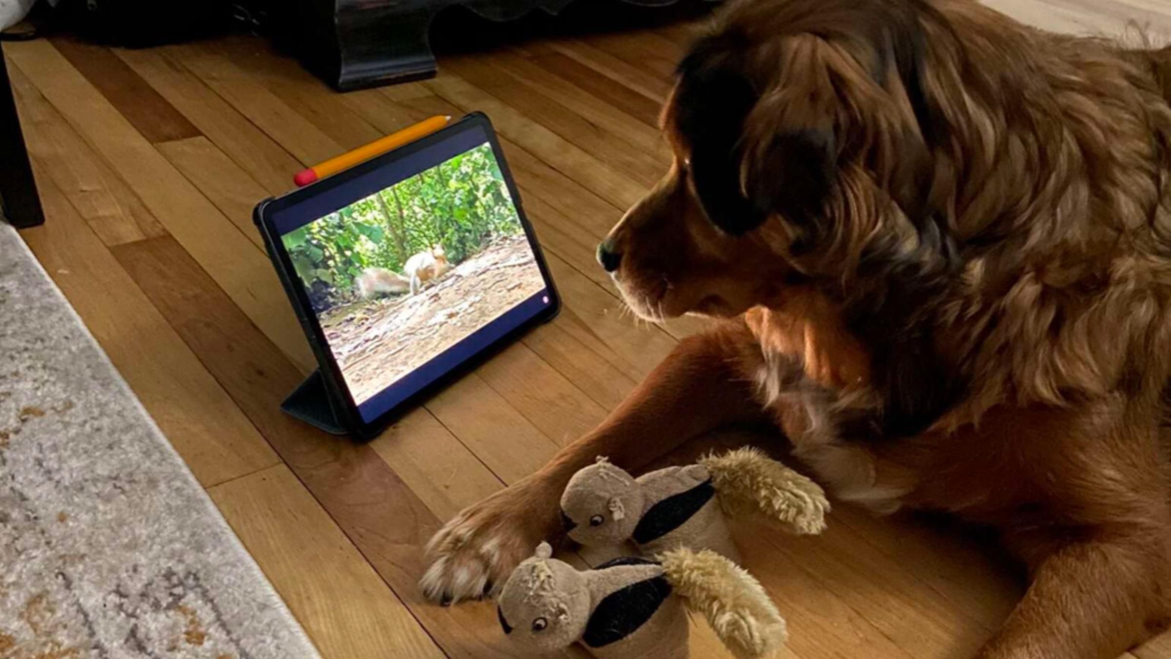 Собака побачив білку по телевізору: чому його реакція розсмішила господарів - Pets