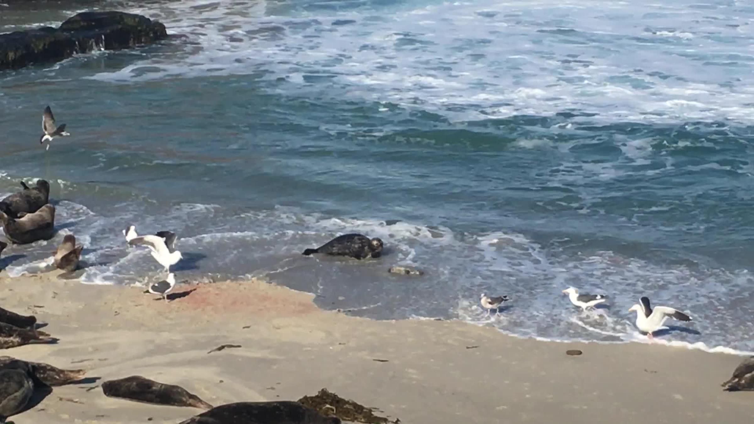 Как маленький тюлень учится плавать: милое видео с пляжа рядом с океаном - Pets