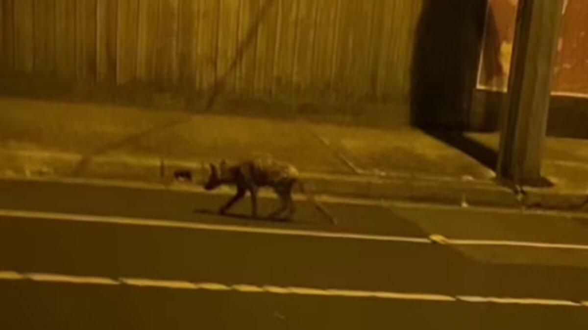 В Австралії побачили давно вимерлого звіра: ким він виявився насправді - Pets В Австралії побачили давно вимерлого звіра: ким він виявився насправді - Pets