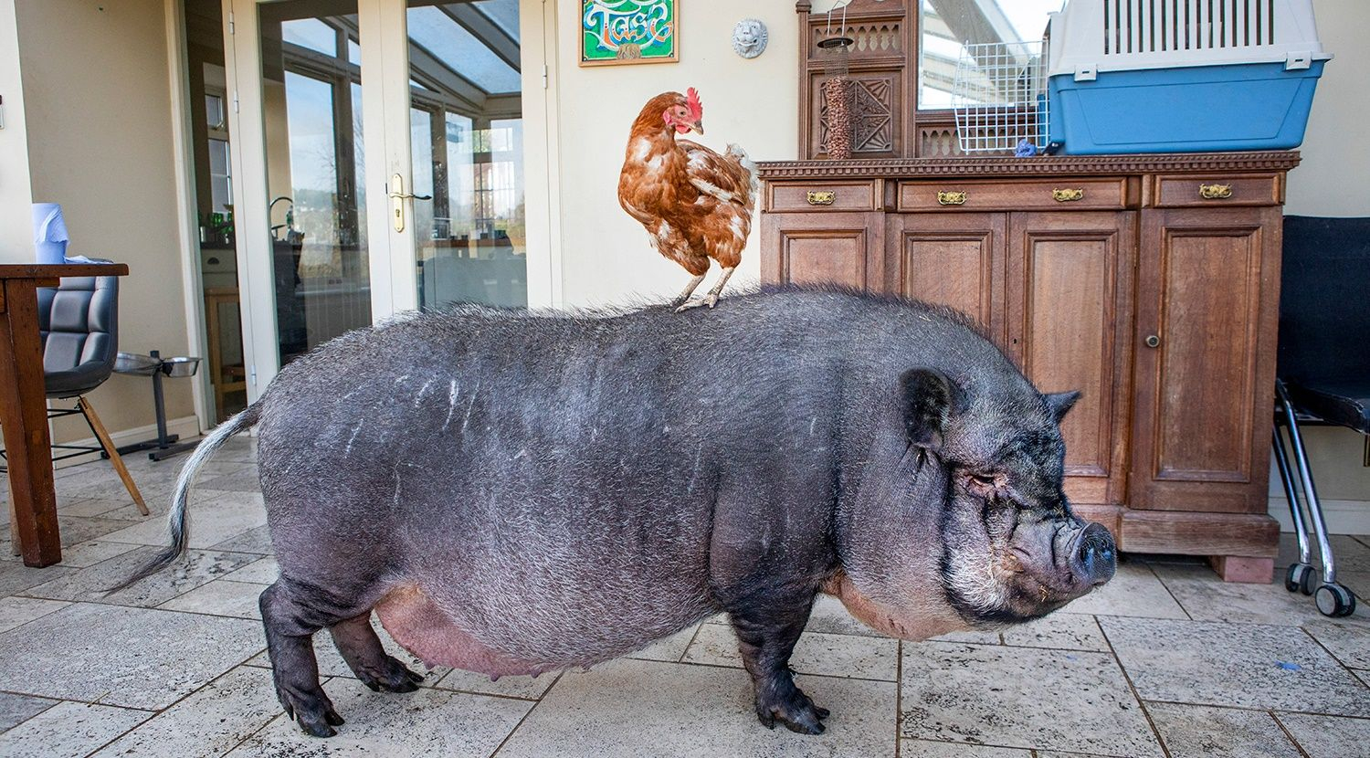 Свинья и курица стали лучшими друзьями: фото милой "парочки" растрогали сеть - Pets