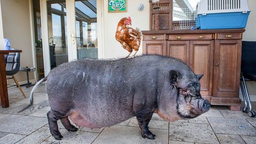 Свинья и курица стали лучшими друзьями: фото милой "парочки" растрогали сеть