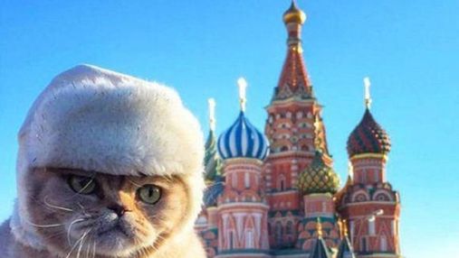 Міжнародна федерація заборонила російським котам брати участь у міжнародних виставках