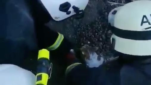 Харьковские спасатели под обстрелами спасли котика, которого засыпало завалами