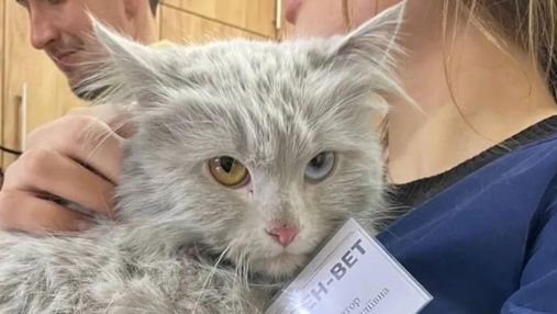 Зі зруйнованого будинку на Київщині волонтери врятували кішку з "патріотичними" очима