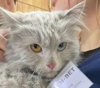 Из разрушенного дома в Киевской области волонтеры спасли кошку с "патриотическими" глазами