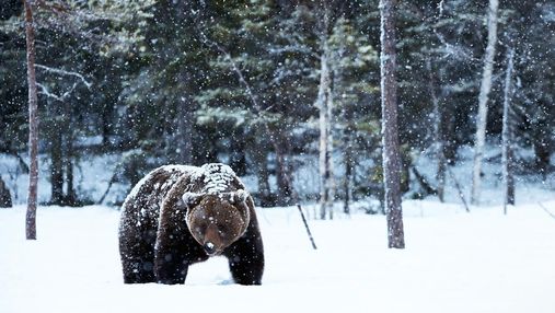 У Росії нелюди підірвали ведмедя заради забави: обурливе відео