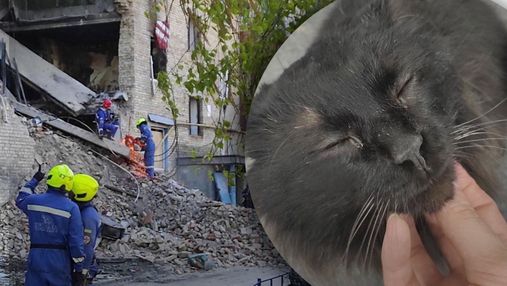 Из-под завалов на Киевщине вытащили очаровательного кота: чем он питался все это время – загадка