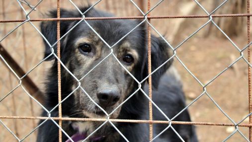 Звинувачують у загибелі 222 собак: волонтери вимагають звільнити керівницю притулку в Бородянці