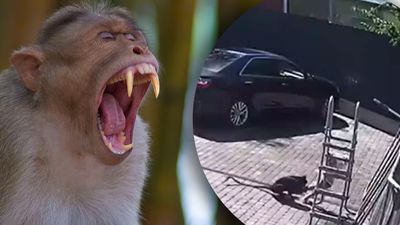 У Підмосков'ї мавпа напала на дитину: відео епічної бійки з батьками