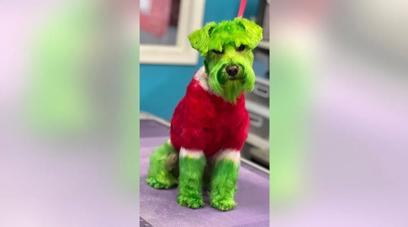 Женщина покрасила своего щенка в зеленый цвет, чтобы тот выглядел как Гринч Женщина покрасила своего щенка в зеленый цвет, чтобы тот выглядел как Гринч