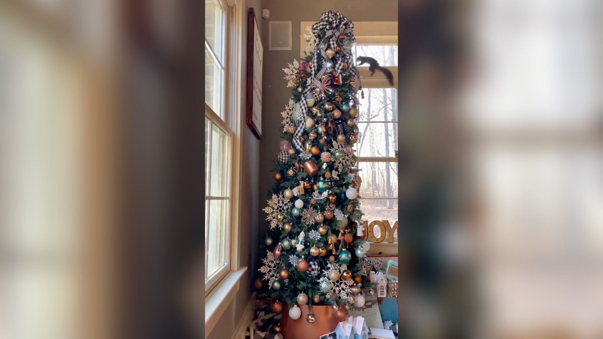 Белка проникла в дом и спряталась на праздничной елке Белка проникла в дом и спряталась на праздничной елке