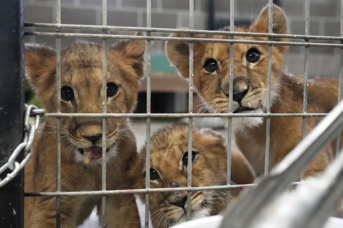 4 левенята-сироти евакуювали з України до США 4 левенята-сироти евакуювали з України до США
