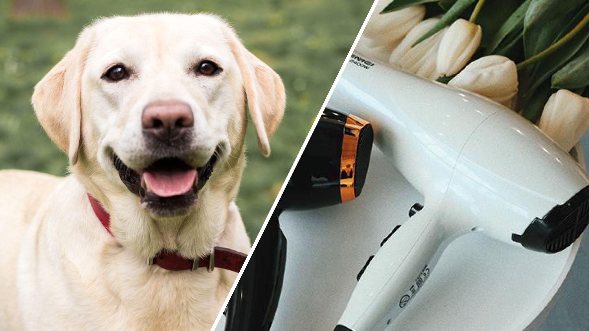 Собака випадково увімкнув фен і влаштував пожежу в будинку / Ілюстративне фото Собака випадково увімкнув фен і влаштував пожежу в будинку / Ілюстративне фото