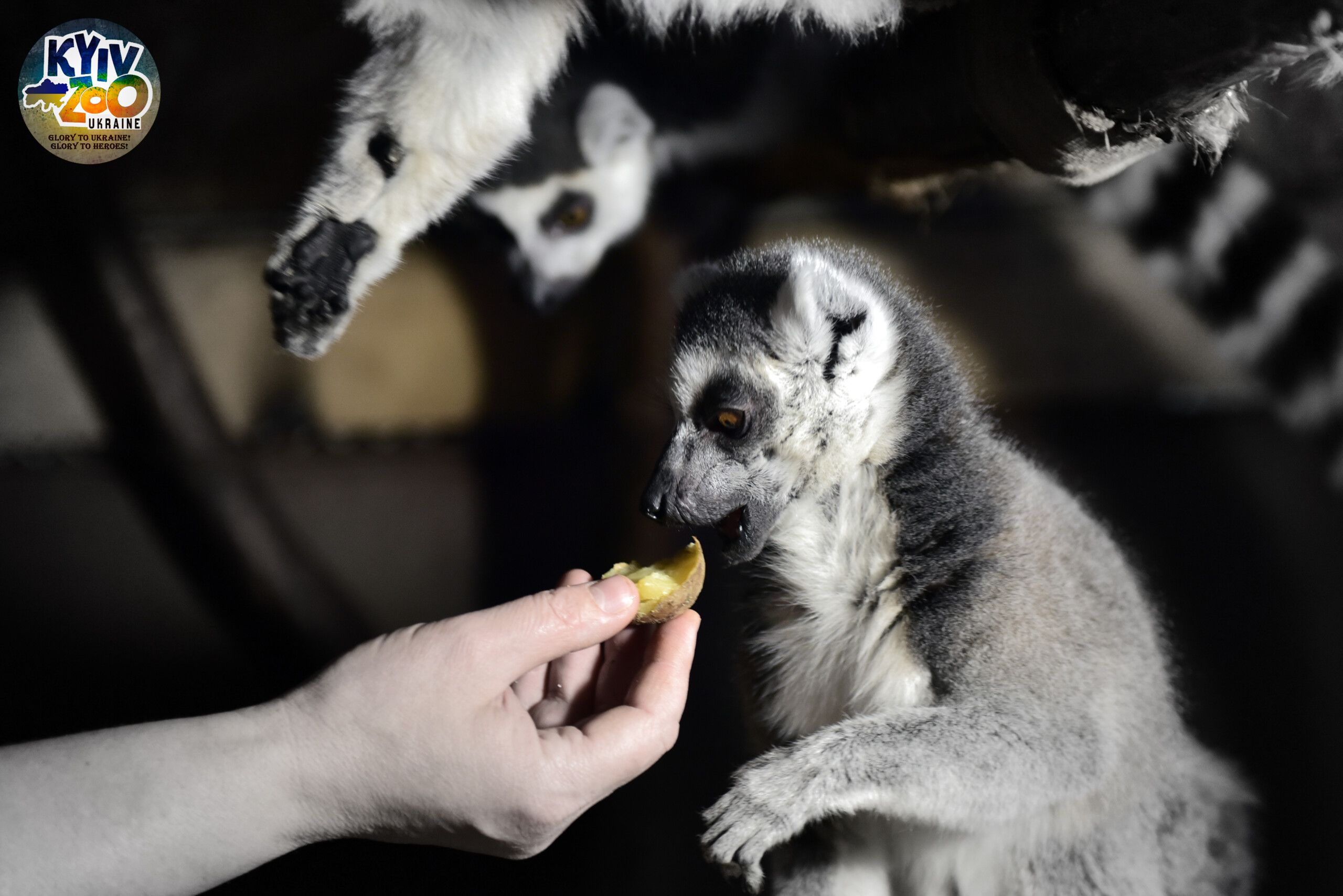 У Київському зоопарку встановили дров'яну піч для приготування їжі У Київському зоопарку встановили дров'яну піч для приготування їжі
