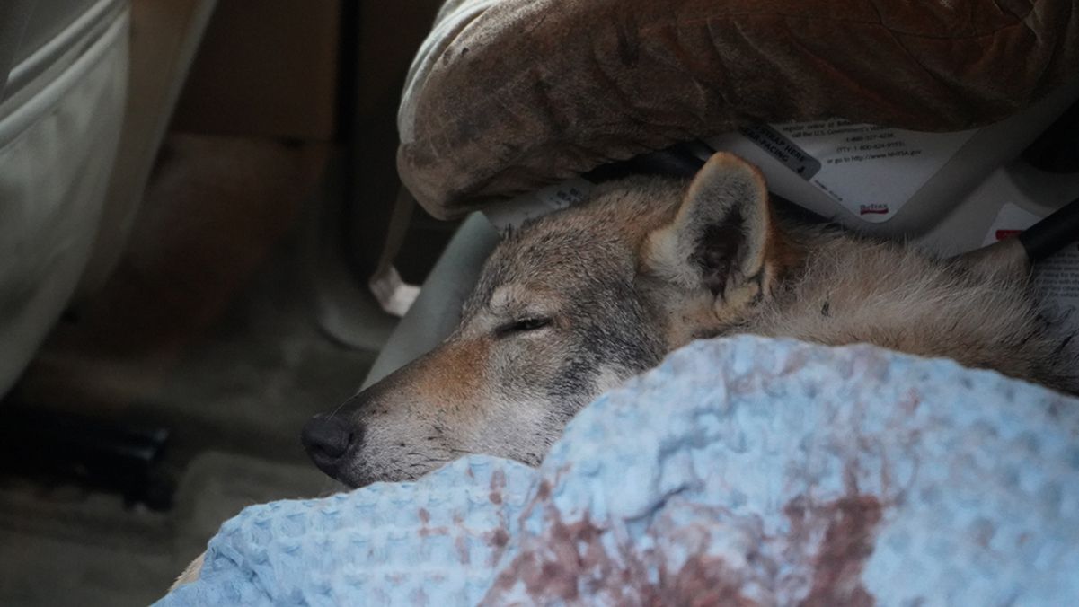 В Україні розпочали зйомки кіноальманаху "Війна очима тварин"  В Україні розпочали зйомки кіноальманаху "Війна очима тварин"