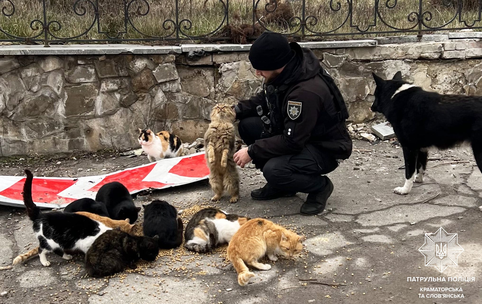 Патрульные кормят бездомных животных на освобожденных территориях Патрульные кормят бездомных животных на освобожденных территориях