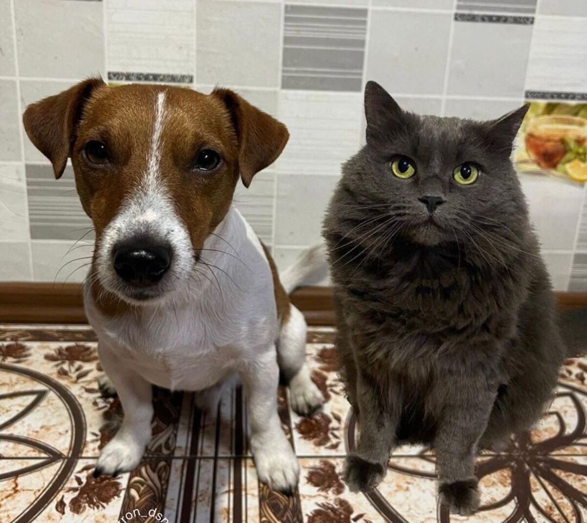 У мережі з'явився тизер мультсеріалу про пса Патрона і його друга Тома У мережі з'явився тизер мультсеріалу про пса Патрона і його друга Тома