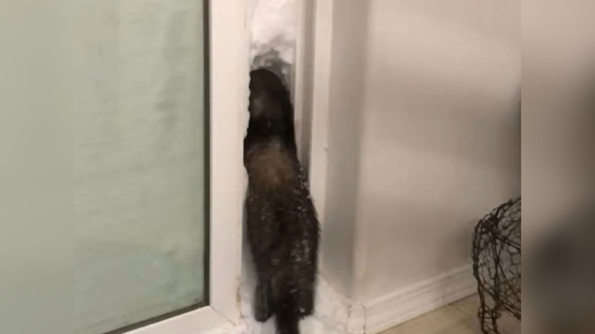 Тхір намагається подолати снігові замети, щоб вийти з домівки Тхір намагається подолати снігові замети, щоб вийти з домівки