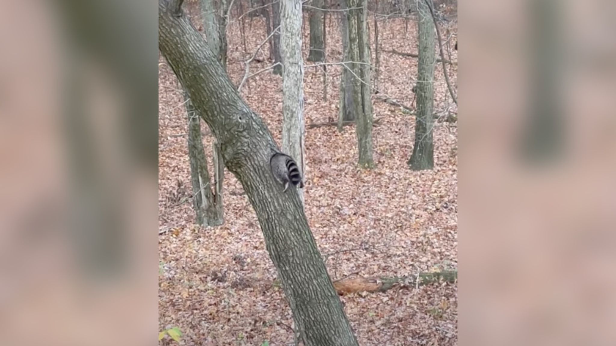 Толстый енот застрял в дупле Толстый енот застрял в дупле