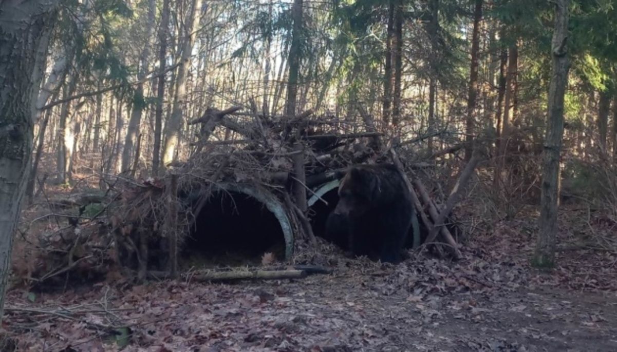 Из-за потепления в Галицком парке проснулись медведи Из-за потепления в Галицком парке проснулись медведи