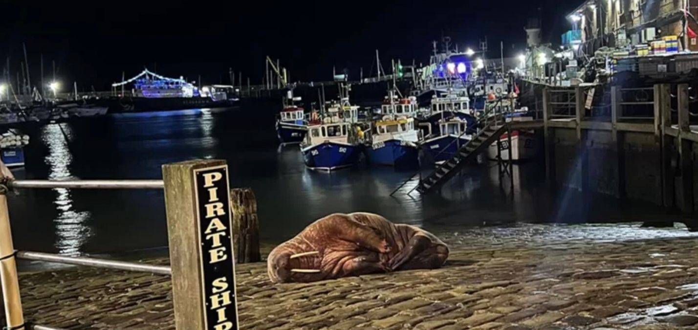 В английском городке новогодний фейерверк отменили ради моржа В английском городке новогодний фейерверк отменили ради моржа
