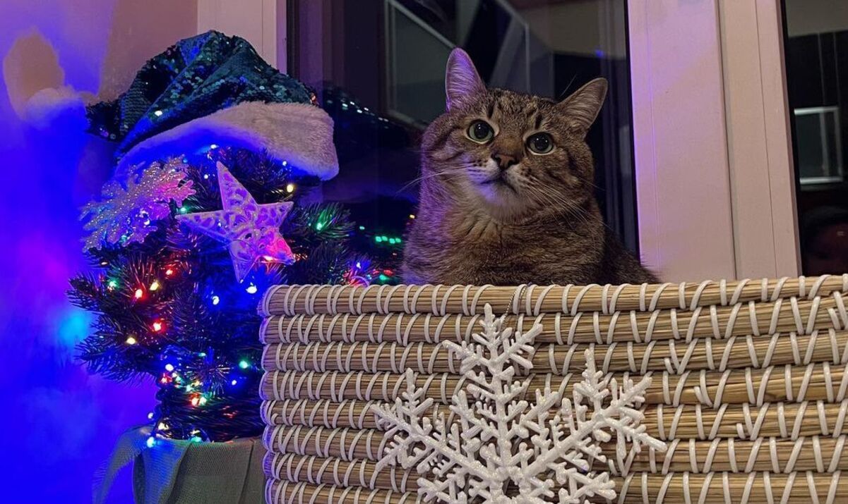 Як блогер-кіт Степан відзначав Новий рік 2023 Як блогер-кіт Степан відзначав Новий рік 2023