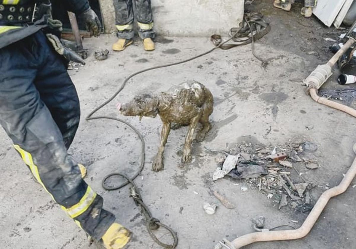 В Одесі з вигрібної ями на автостоянці врятували собаку