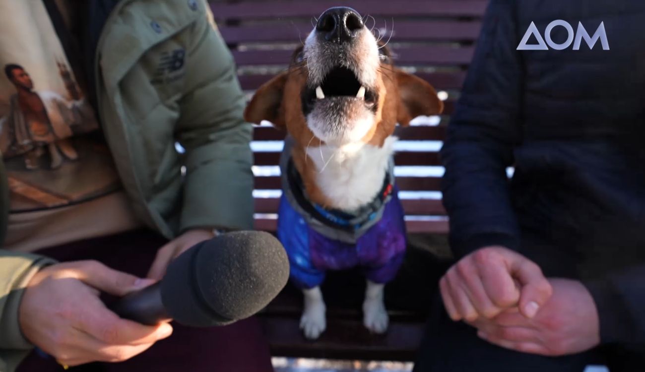 На каком языке лает пес Патрон На каком языке лает пес Патрон