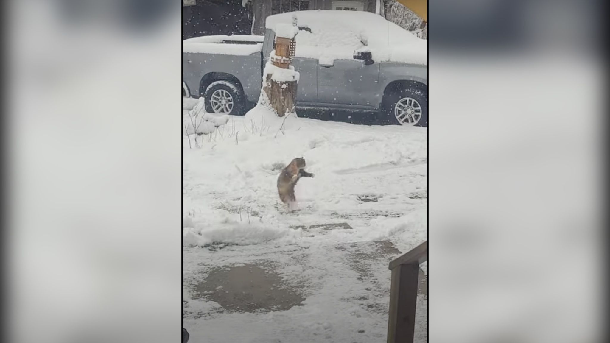 Господар показав реакцію своєї кішки, яка вперше побачила сніжинки