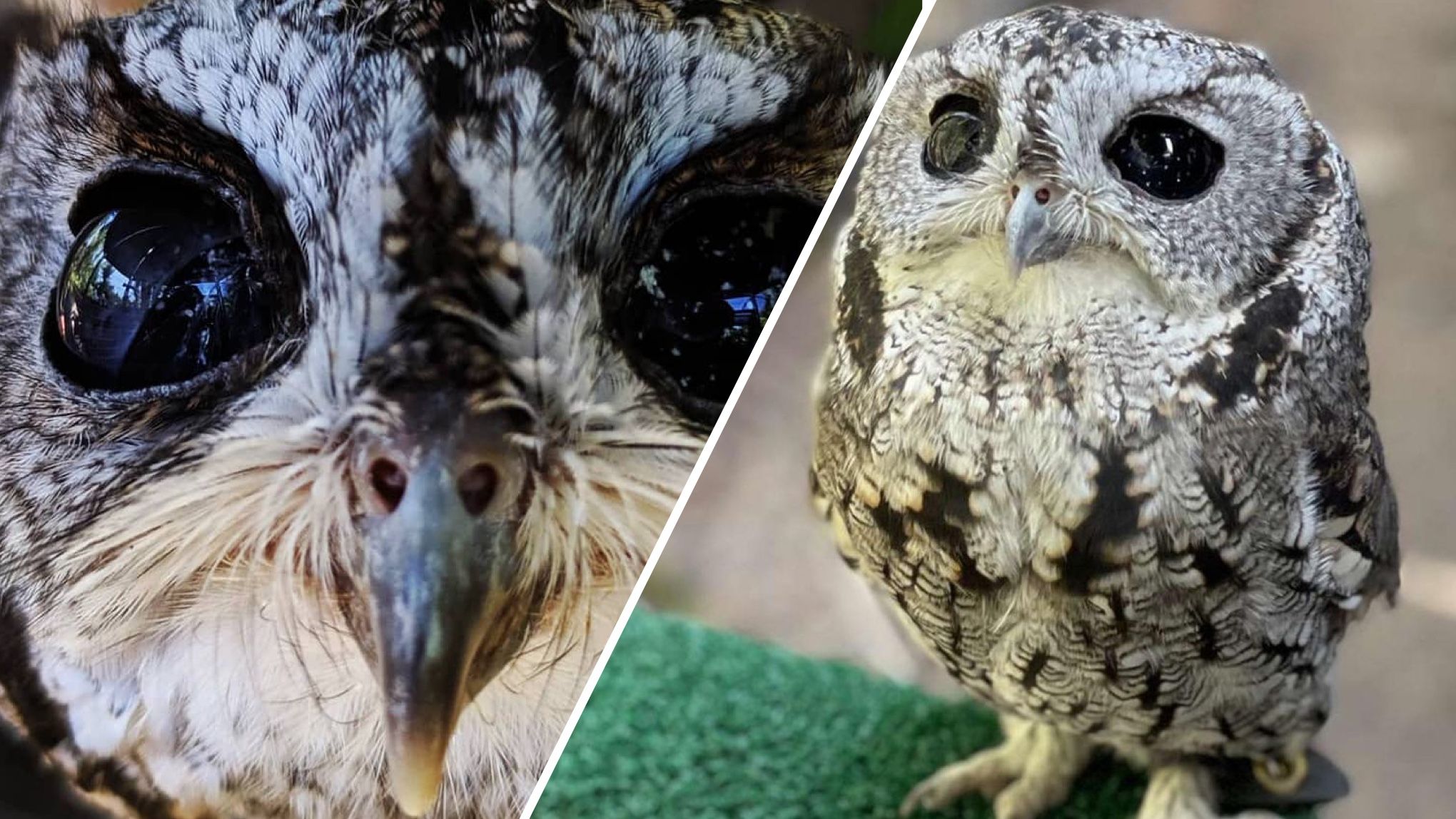 Спасенная слепая сова по имени Зевс имеет глаза, похожие на галактику Спасенная слепая сова по имени Зевс имеет глаза, похожие на галактику