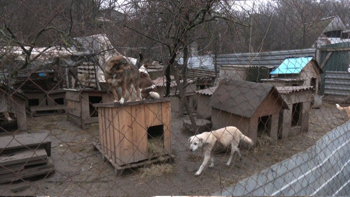 Волонтер рассказал о спасении животных из-под обстрелов в Запорожье