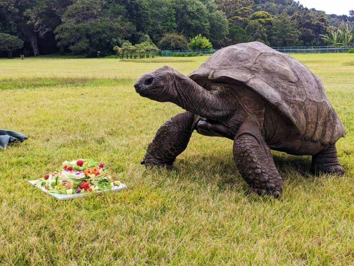 Самая старая в мире черепаха Джонатан отметила свое 190-летие