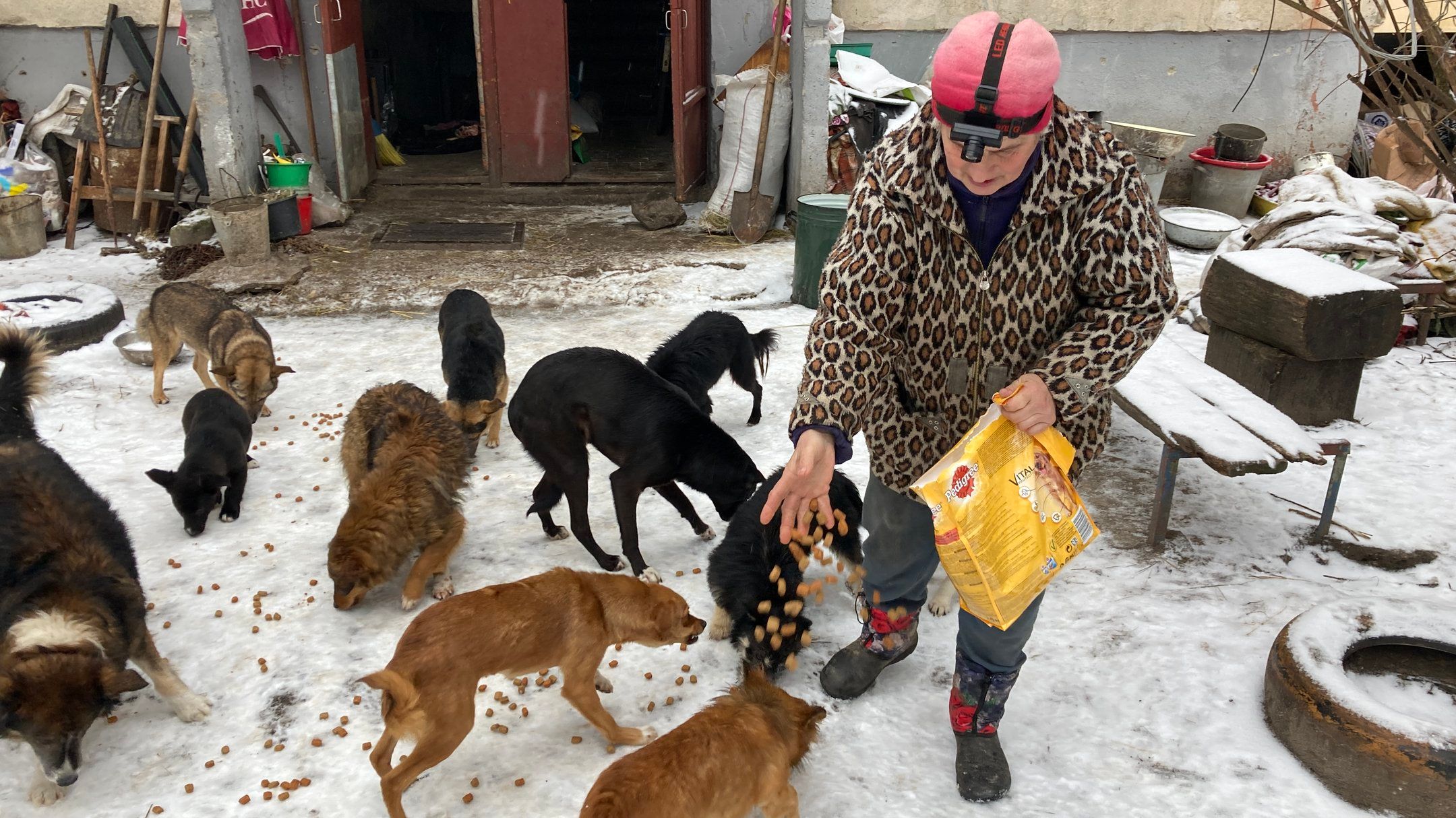Олена Бубенко доглядала майже 200 собак та котів у Руських Тишках