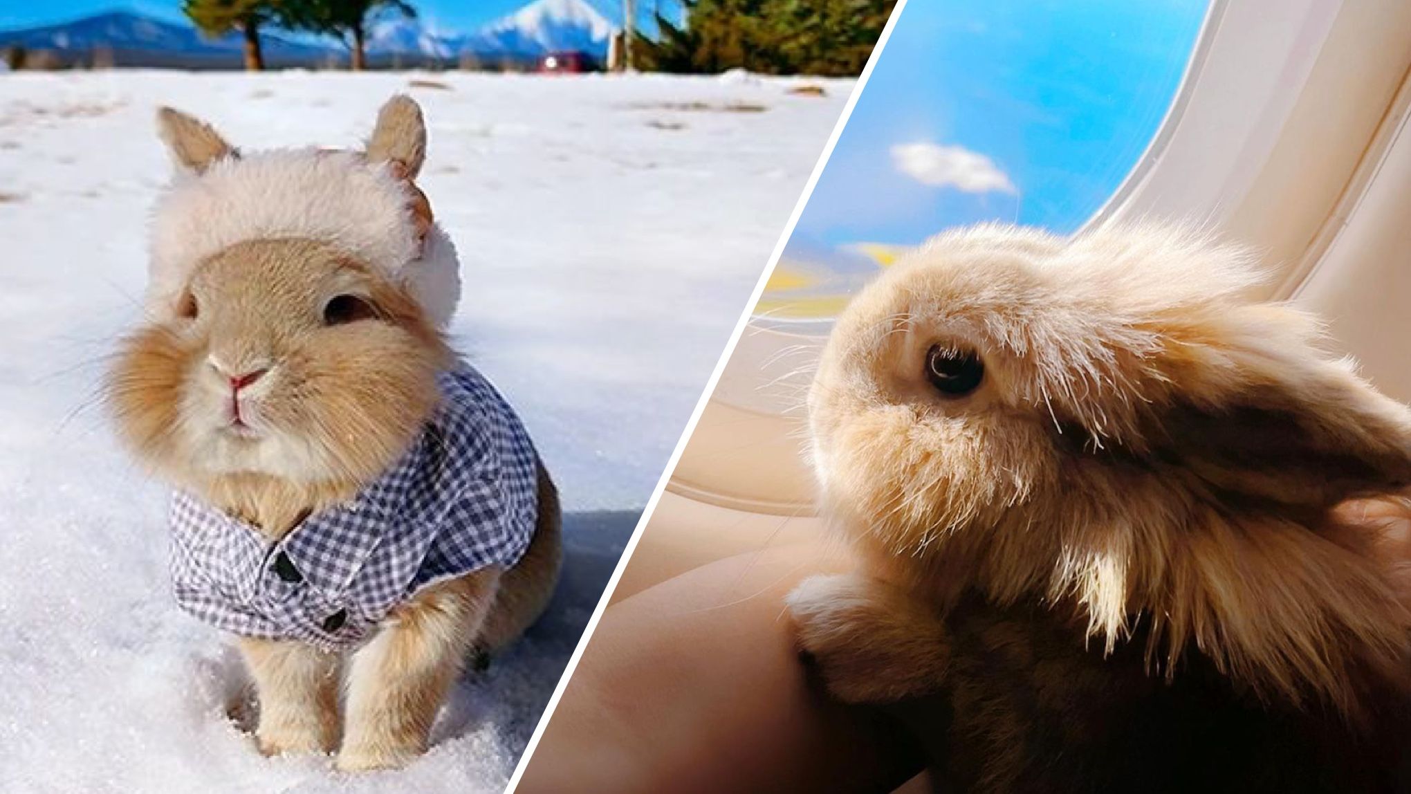 Кролик Міффі вражає кадрами з подорожей Кролик Міффі вражає кадрами з подорожей