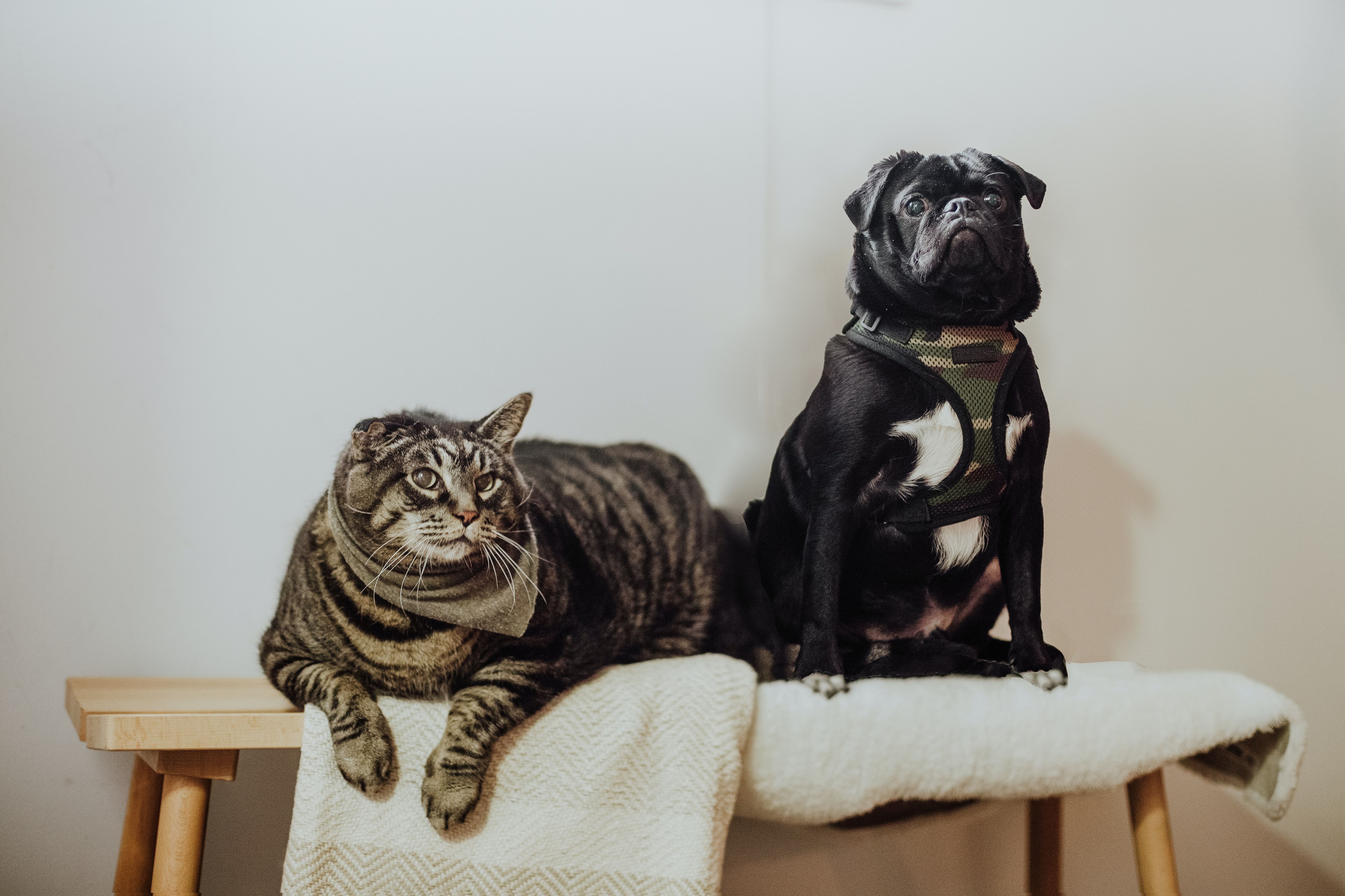 Как подружить кота и собаку дома